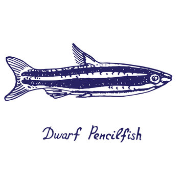 Dwarf pencilfish (Nannostomus marginatus), hand drawn doodle, sketch in pop art style, vector illustration