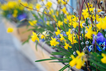 Springtime flowerpot with narcissus, viola and willow © alexpolo