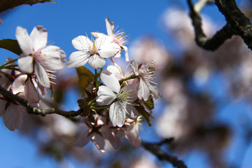 Sweet cherry flowers.