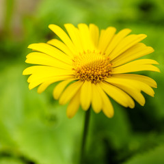 Close up of yellow daisy flowers with blurred background