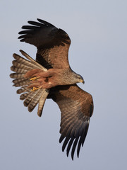 Black kite (Milvus migrans)