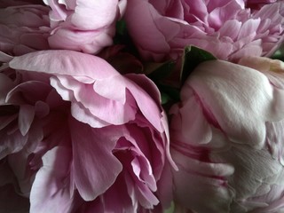 FLEURS PIVOINES / PEONY