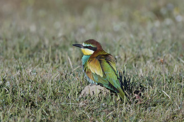 European bee-eater (Merops apiaster)