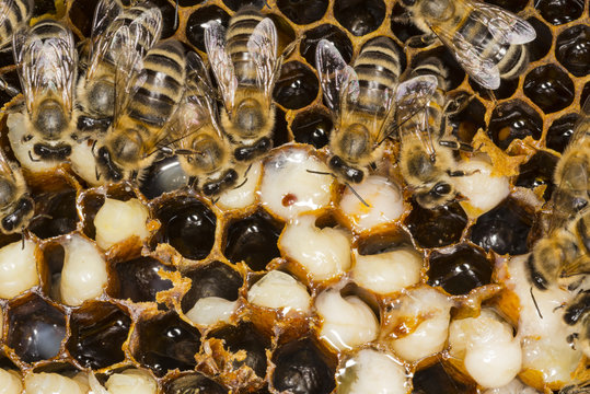 Mite in a beehive