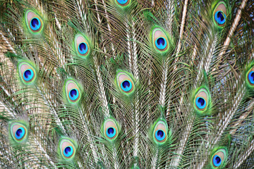 Fototapeta premium Federn eines Asiatischen Pfaus