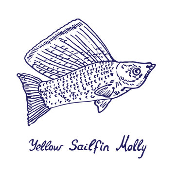 Sailfin molly (Poecilia latipinna) yellow, hand drawn doodle, sketch in pop art style, vector color illustration
