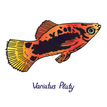 Variatus Platy (Plati, disambiguation), hand drawn doodle, sketch in pop art style, vector color illustration