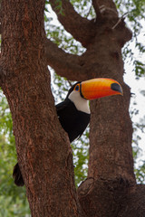 ブラジルのパンタナル湿地帯にいたオオハシ