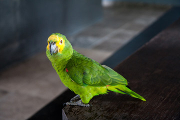 ブラジルのパンタナル湿地帯でみたインコ