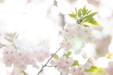 広島造幣局の八重桜

