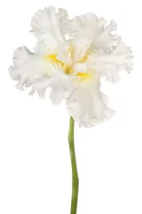 Papier Peint photo autocollant Iris iris flower isolated