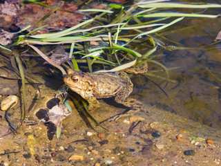 Common or European toad, Bufo bufo, in early spring close-up portrait in water, selective focus, shallow DOF