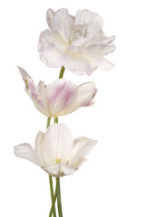 Obraz na płótnie Canvas tulip flowers isolated