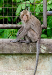 Young monkey sit at concrete wall