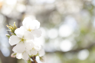 広島造幣局の八重桜
