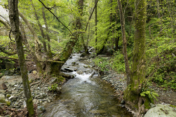 Obraz premium Small river in the forest, photographed on The Holy Athos Mountain, Greece, spring day