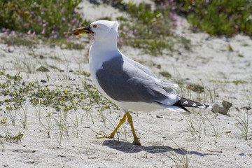 Seagull