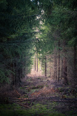 Obraz premium Old primeval forest with nice lights and shadows