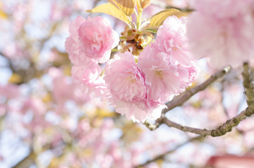 広島造幣局の八重桜
