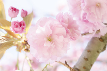 Obraz premium Dwustronne kwiaty wiśni Mennicy Hiroszimy