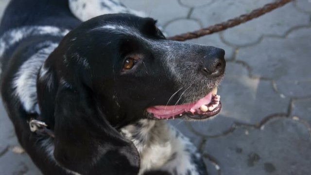  dog lying on park paths