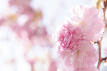 Fototapeta na wymiar 広島造幣局の八重桜 