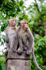 Two young monkeys sitting at concrete column