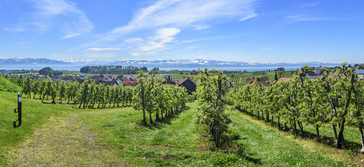 Fototapeta na wymiar Obst-Anbau am Bodensee