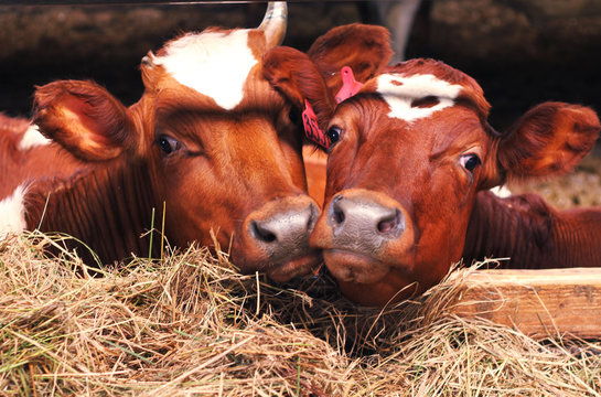 calves in the cowshade