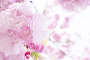広島造幣局の八重桜  