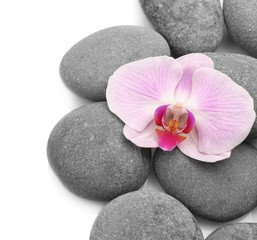 Fototapeta na wymiar Spa stones and orchid on white background