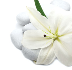 Spa stones with lily on white background