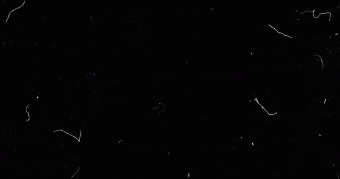 black and white background realistic flickering, analog vintage TV signal with bad interference, static noise background, overlay ready