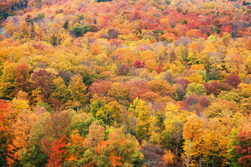 Fototapeta premium The mountain colorful autumn landscape.
