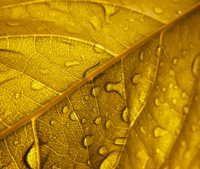 Abstract golden leaf veins texture and rain drops