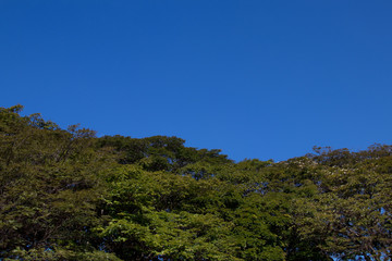 trees blue sky