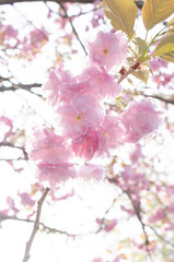 広島造幣局の八重桜
