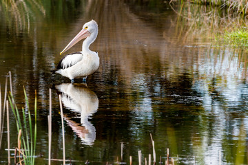 Pelican Brief 7