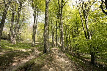 Fototapeta na wymiar Springtime Danish beech forest