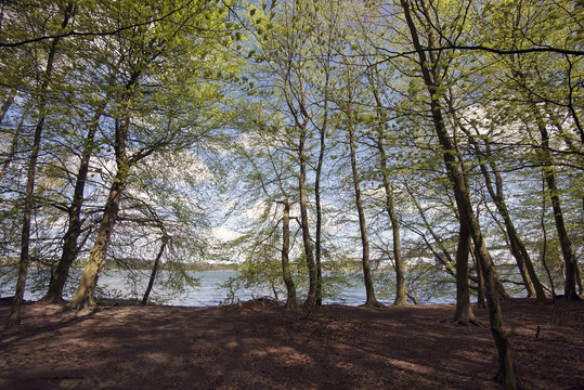 Springtime Danish Beech Forest