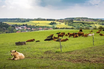 Photo sur Plexiglas Vache Cows on green pasture under cloudy sky