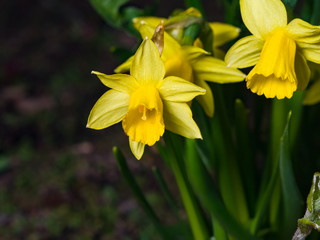 Small yellow daffodil or narcissus flowers close-up at flowerbed, selective focus, shallow DOF