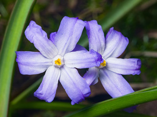 Lucile's glory-of-the-snow, chionodoxa luciliae, blooming in spring, macro, selective focus, shallow DOF