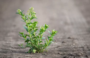 Fotobehang Closeup photo of green weed © SasaStock