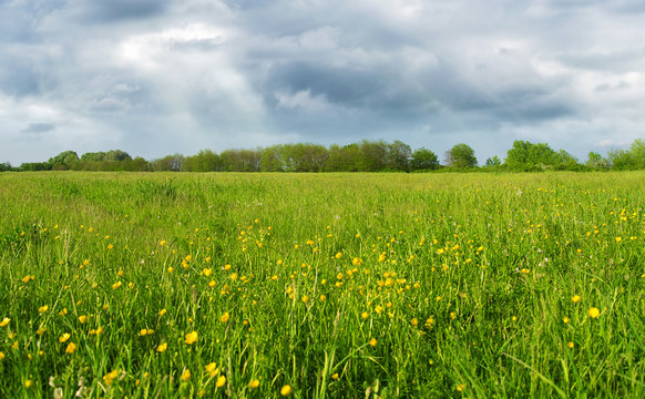 Green field with yellow flowers © SasaStock