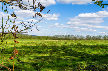 Green countryside in Kent in springtime