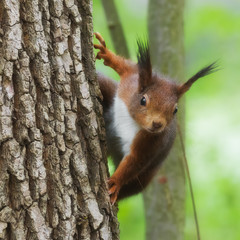 Curious red squirrel on a tree trunk