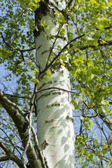 Fototapeta premium Young leaves in front of the birch tree.