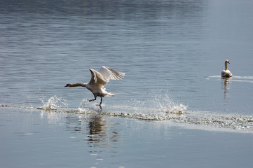 A swan is landing on a lake on a sunny morning with another swan in the background. The swan’s neck, wings, and feet are extended.