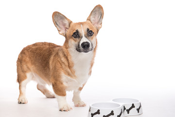 Pembroke corgi. Hungry dog waiting for eating food